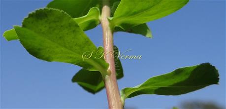  Leafy shoot with pilose stem